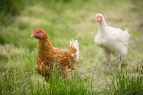 chickens poultry farm