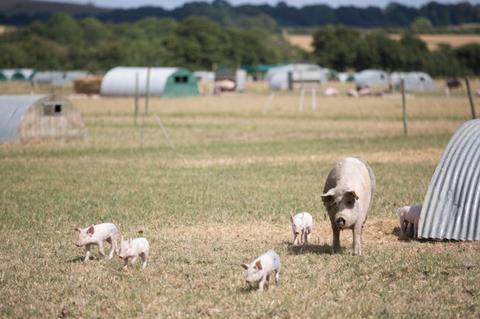 organic pigs