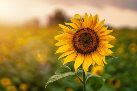 Sunflower field