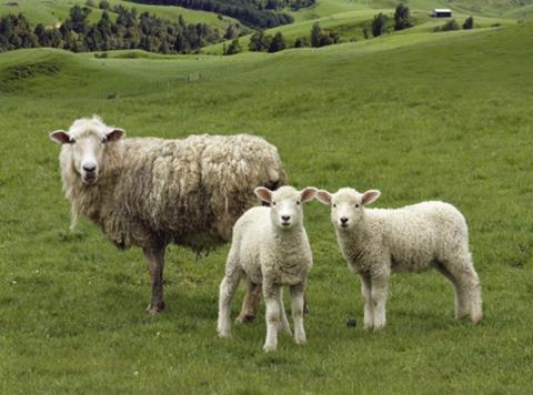 lambs and sheep