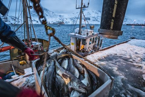 Fishing boats out for skrei cod in the arctic sea - stock photo - Getty