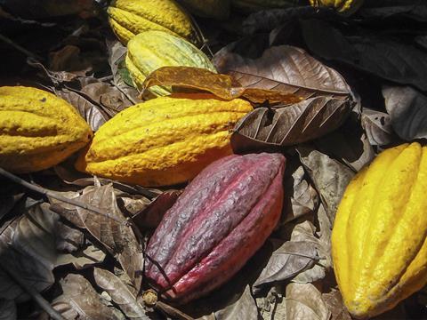 cocoa pods chocolate