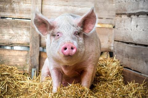 pig straw barn