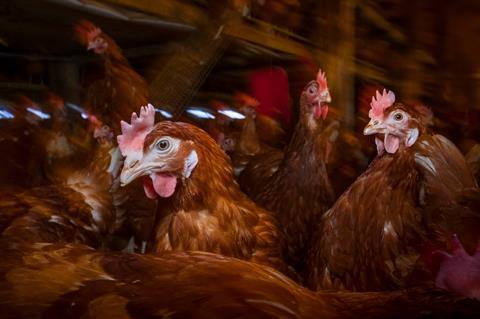 Chickens in a barn on a farm in Somerset, England