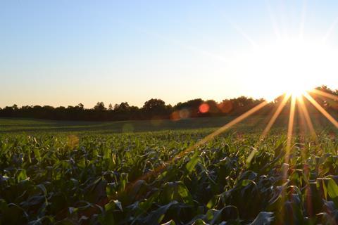 crops field