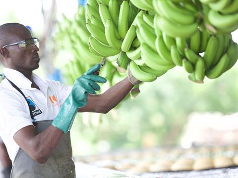 fairtrade banana