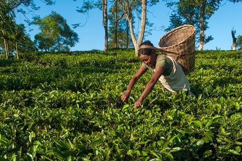 A woman collects tea leaves in Assam in north east India