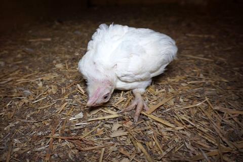 Deformed chicken at Brome Grange Farm