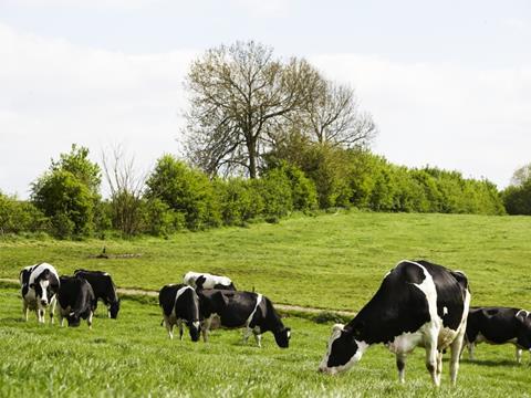 dairy crest cows