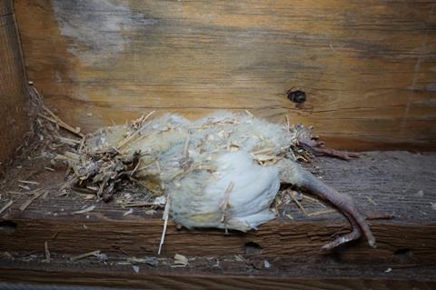 Dead chicken at Brome Grange Farm