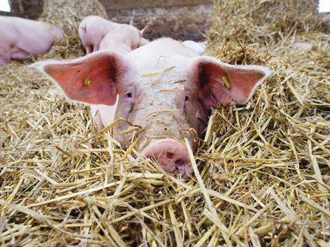 pig in straw