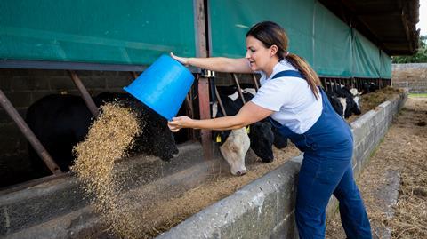 female farmer feeds her cattle