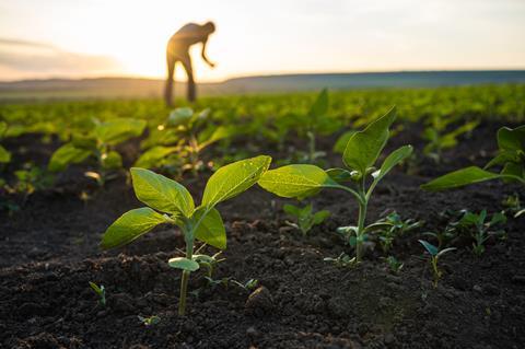 Farmer examining sunflower seedlings at sunset. - stock phot