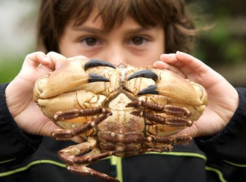 Scottish crab