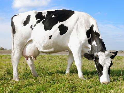 dairy cow