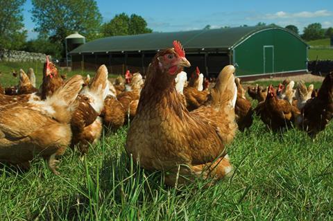 Hens from The Lakes Free Range Egg Company