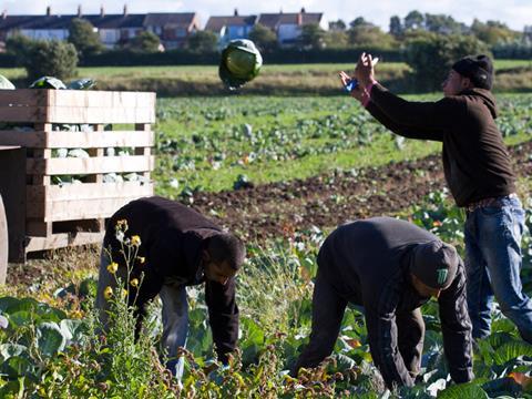 Veg pickers on a UK farm - ONE USE