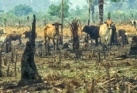 Deforestation GettyImages-1249034888