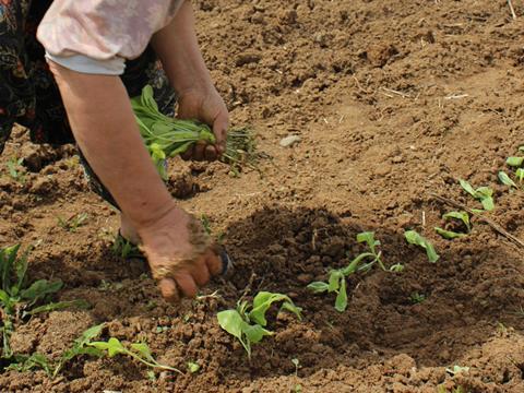 worker picking veg farming