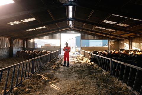 A wide angle of a farm owner doing daily tasks on his farm and looking after a herd of cows in a barn at a farm in Northumberland in the North East of England.