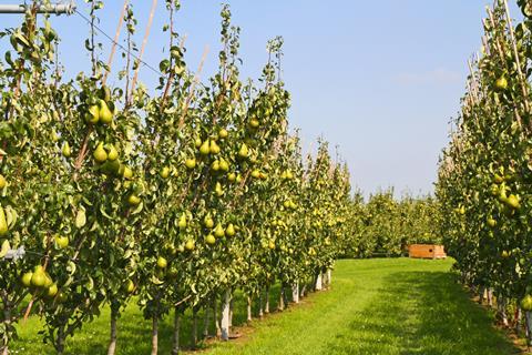fruit apple pear orchard picker farm