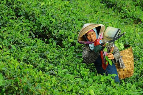 tea picker - Unsplash