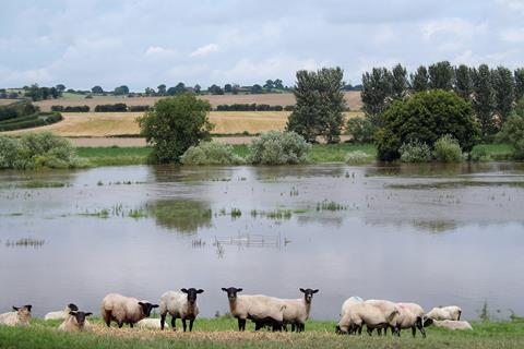 farm flooding sheep climate flood water