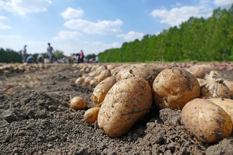 potato crop field farming