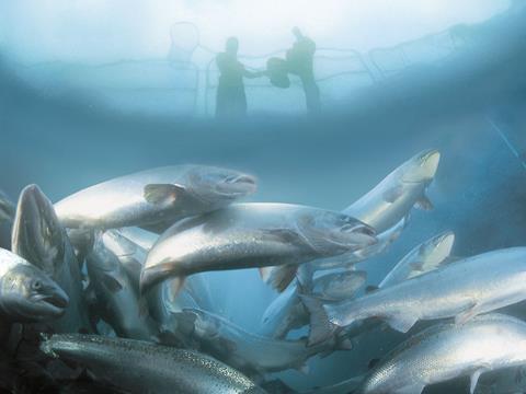 Animal welfare group calls for CCTV in fish processing plants | News | The  Grocer