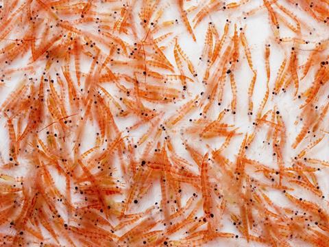 Krill oil pills