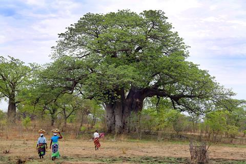 Baobab 2