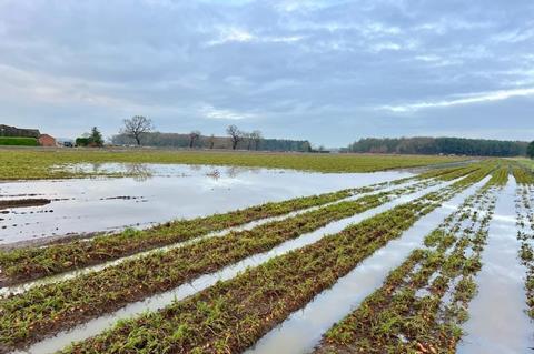 flooding of carrot fields