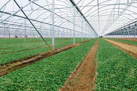 Florette polytunnel