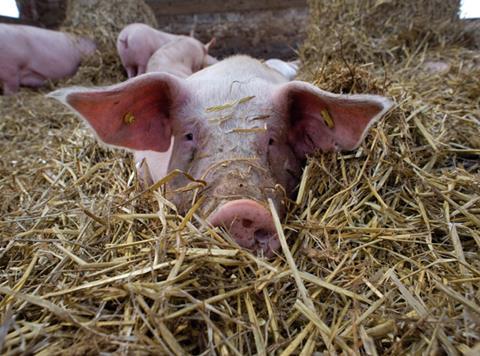 Pig in straw