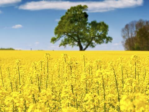 Rapeseed crop