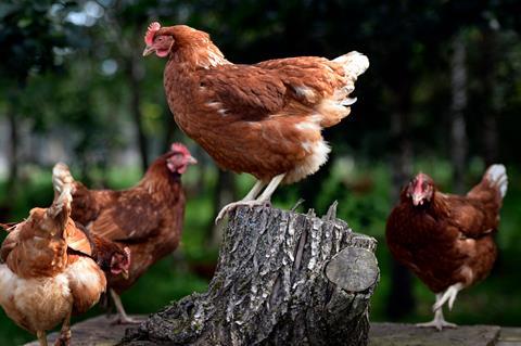 Sainsbury’s free range hens