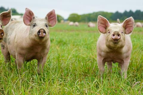 Tulip Ltd showcases highest animal welfare standards 1