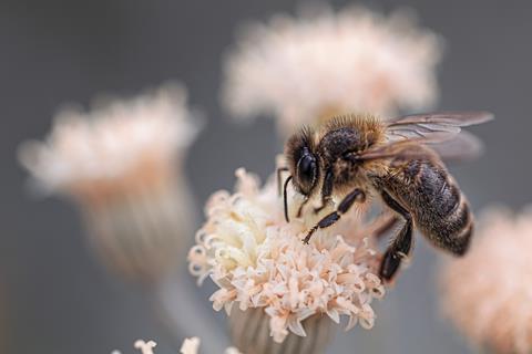 Bee