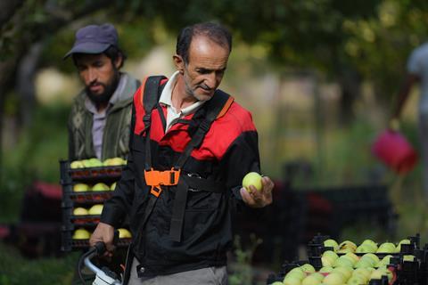 apple pickers workers