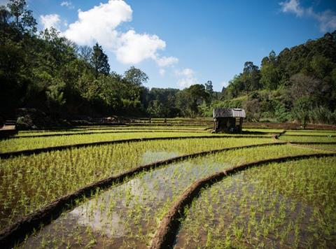 rice paddy field