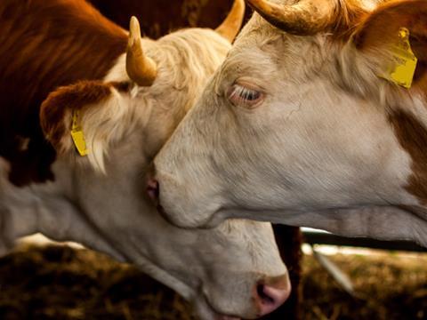 cows animal welfare farm