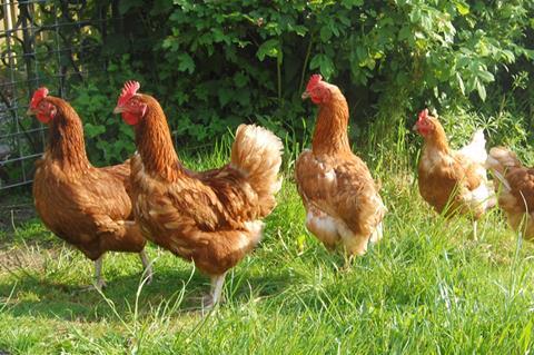 free range chickens