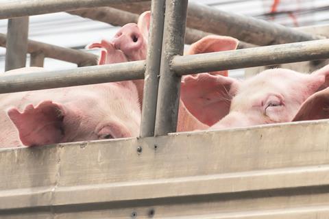 pigs in lorry