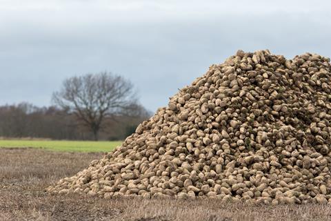 Sugar beet crop pile