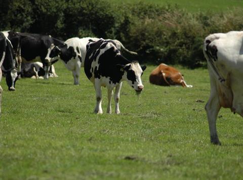 dairy cow resize