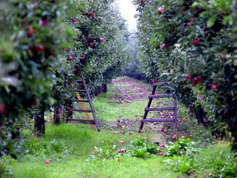 apple orchard