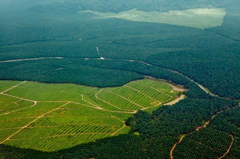 Oil palm plantations in northeastern Borneo, state of Sabah, Malaysia - GettyImages