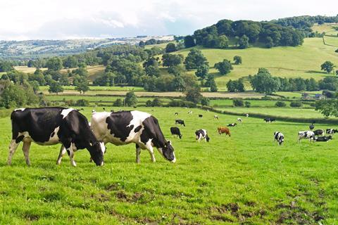 dairy cattle cows farm farming