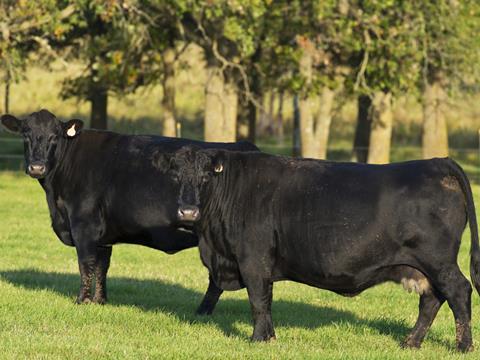 aberdeen angus cows