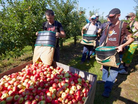Workers harvesting apples_single use only